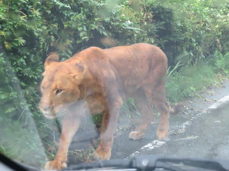 雨の富士サファリパークで車のすぐ横を歩くライオン