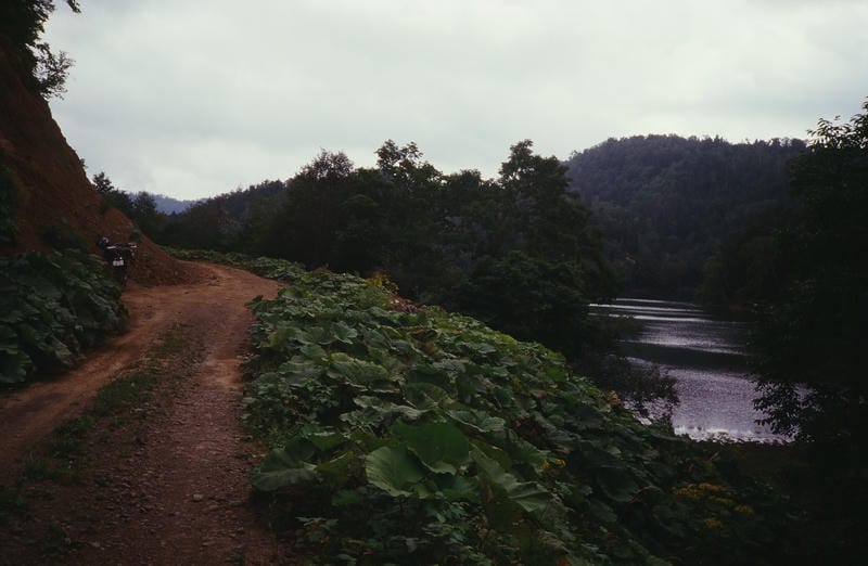 北海道の秘境、シュンクシタカラ湖を望む未舗装の林道。道の斜面を大きなフキが覆い、その向こう側にひっそりと静まり返った湖面が広がる。奥には原生林が鬱蒼と茂り、手つかずの自然を感じさせる風景。