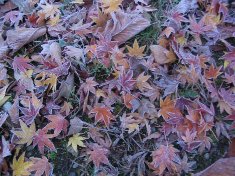 秋の道志の森キャンプ場で、早朝の霜が降りた紅葉の落ち葉
